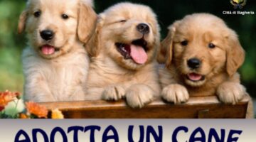 adotta-un-cane
